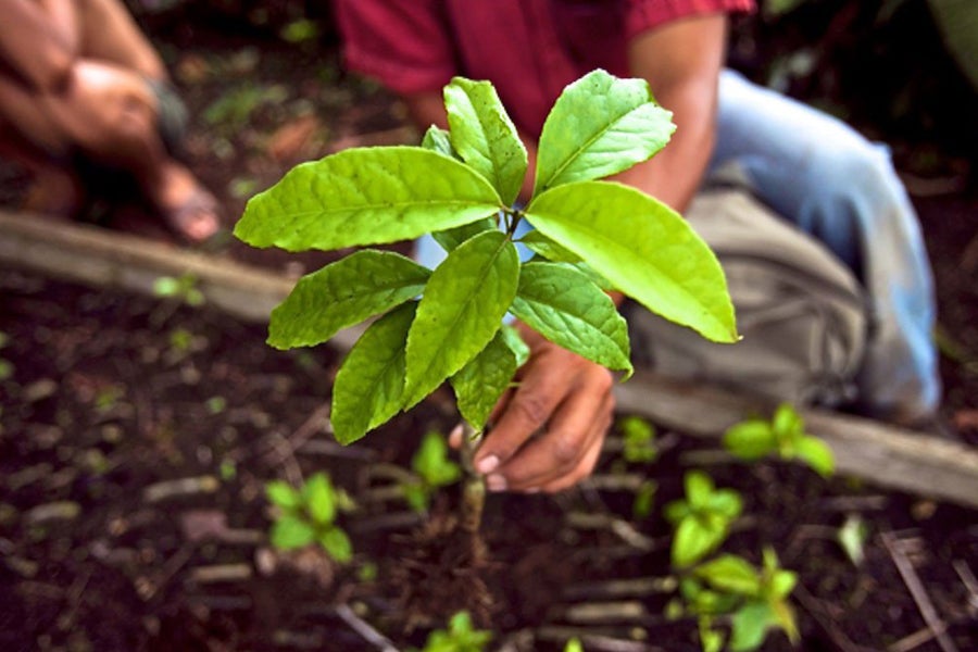Guayusa